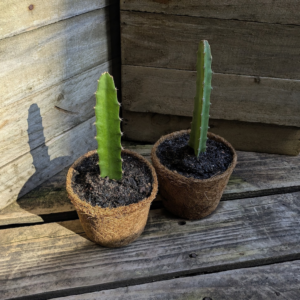 Dragon Fruit 'Zamorano'